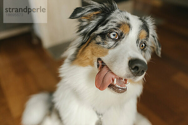 Australian Shepherd sticking out tongue at home