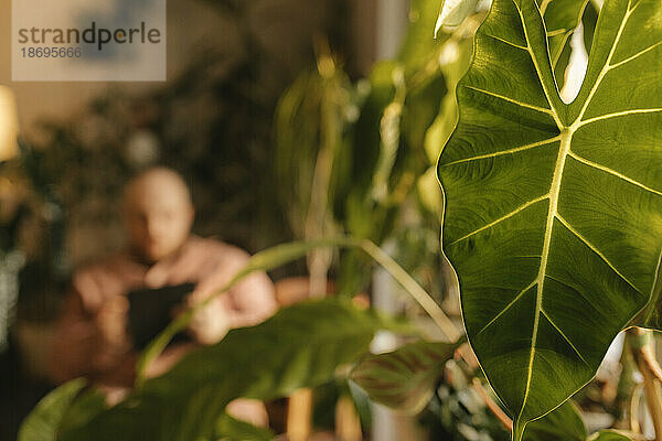 Frisches grünes Pflanzenblatt zu Hause mit Mann im Hintergrund