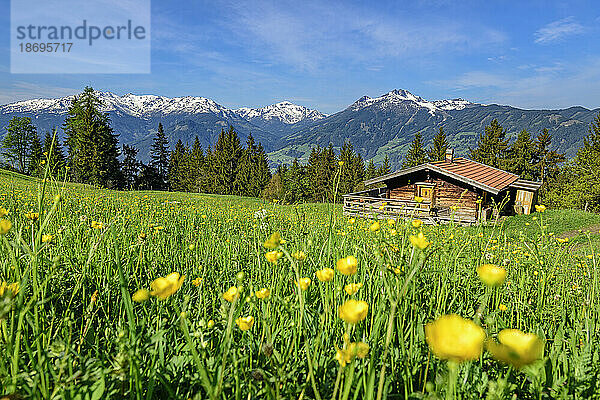 Österreich  Tirol  Sommerwiese am Wiedersberger Horn mit Hütte im Hintergrund