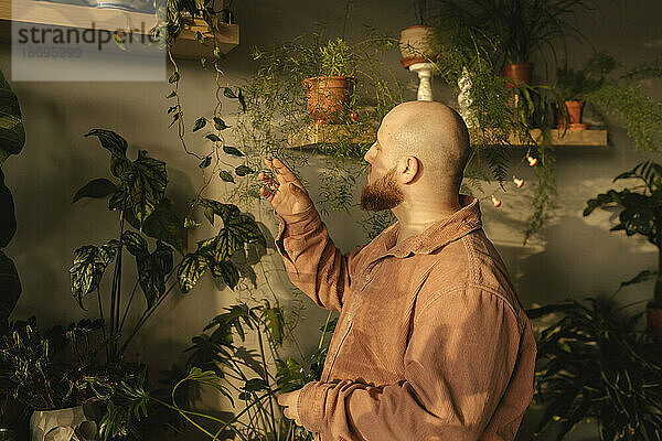 Young man touching plants at home