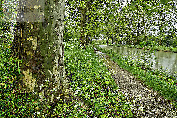 Frankreich  Herault  schmaler Fußweg entlang des Canal du Midi