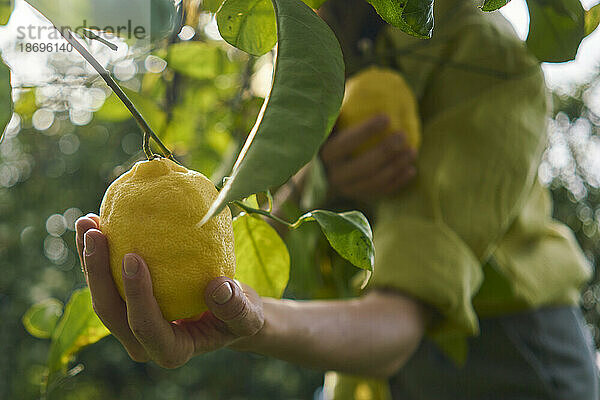 Frau pflückt frische Zitronen vom Baum im Obstgarten