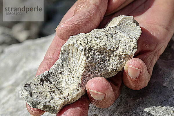 Hand einer Frau  die einen Stein mit Muschelfossil hält