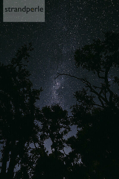 Silhouette of trees under night sky
