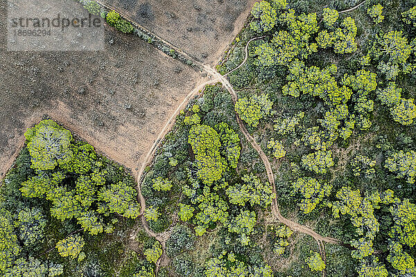 Spanien  Balearen  Formentera  Drohnenansicht grüner Bäume rund um leeres Feld