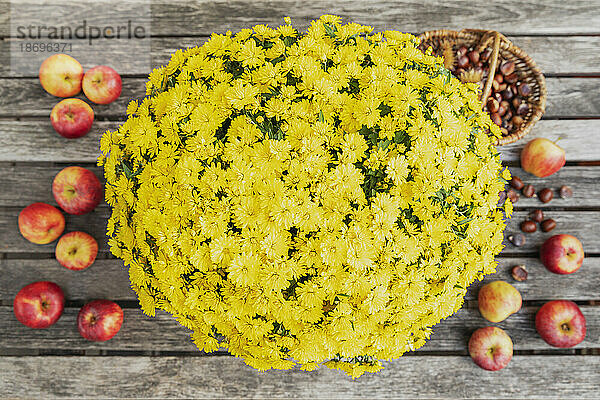 Frische Äpfel  Kastanien und gelb blühende Chrysanthemen auf einem Holztisch