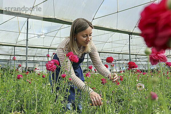 Bauer erntet rosa Ranunkelblüten im Gewächshaus