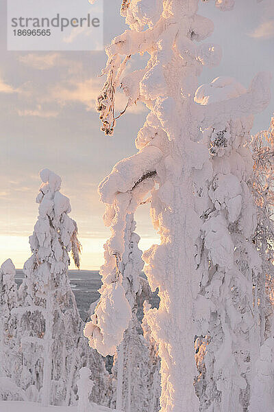 Gefrorene Bäume mit Schnee im Winter