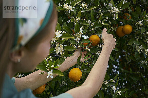 Frau pflückt frische Orangen vom Baum im Obstgarten