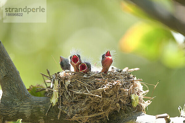 Sardische Waldsängerküken (Curruca melanocephala) im Nest