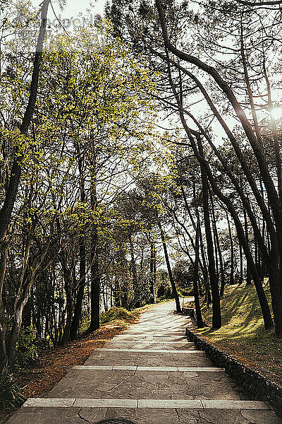 Gepflasterter Weg inmitten von Bäumen im Wald