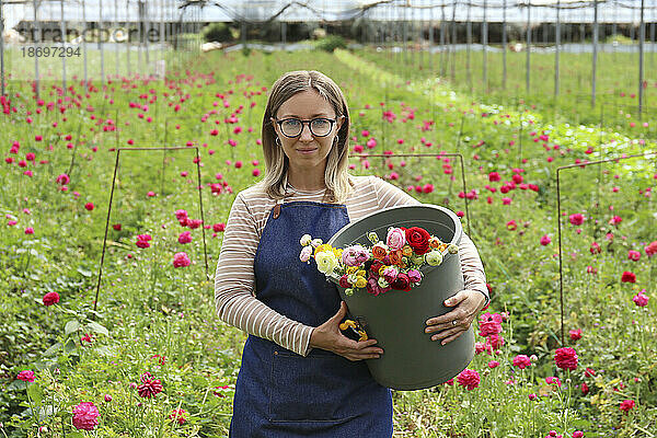 Frau hält Eimer mit Ranunkelblüten im Gewächshaus