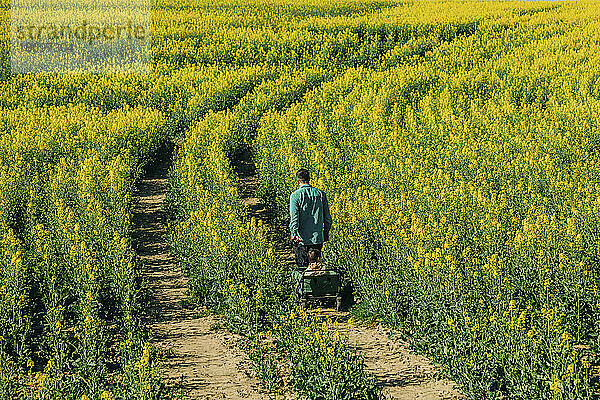 Father pulling cart with son in rapeseed field