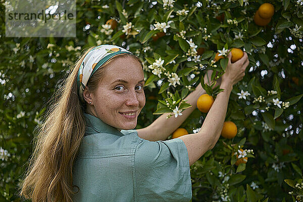 Frau mit braunen Haaren pflückt Orangen vom Baum im Obstgarten