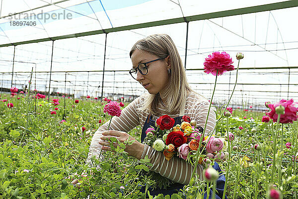 Landwirt erntet Ranunkelnblüten im Gewächshaus