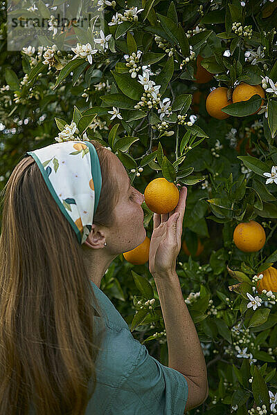 Frau riecht Orange vom Baum im Obstgarten