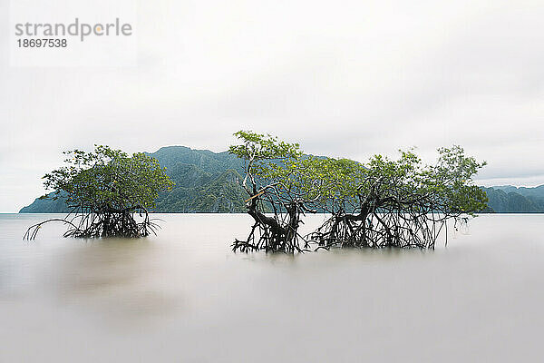 Mangrove trees in sea under sky