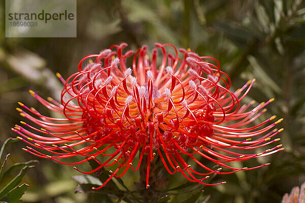 Nahaufnahme einer leuchtend roten Nadelkissen-Protea (Leucospermum  Proteaceae) mit gelben Spitzen; Upcountry Maui  Maui  Hawaii  Vereinigte Staaten von Amerika