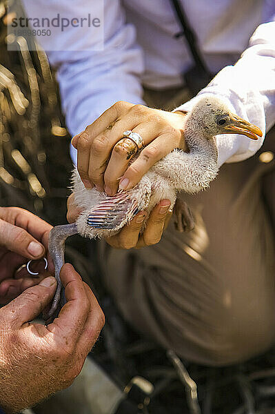 Hände halten einen Rosenlöffler (Platalea ajaja)  während er im Everglades-Nationalpark  Florida  USA markiert wird; Florida  Vereinigte Staaten von Amerika