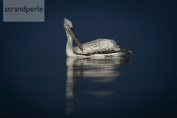 Nahaufnahme eines Krauskopfpelikans (Pelecanus Crispus)  der im See schwimmt und seinen Kopf dreht; Zentralmakedonien  Griechenland