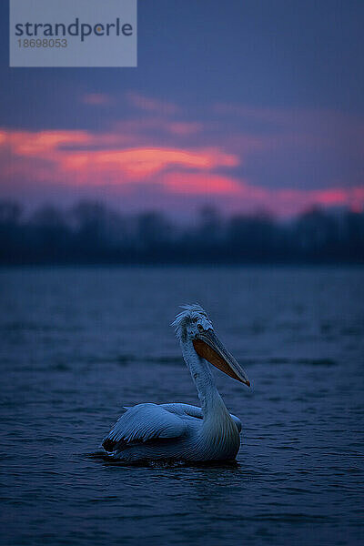 Krauskopfpelikan (Pelecanus Crispus) schwimmt bei Sonnenaufgang über dem See; Zentralmakedonien  Griechenland