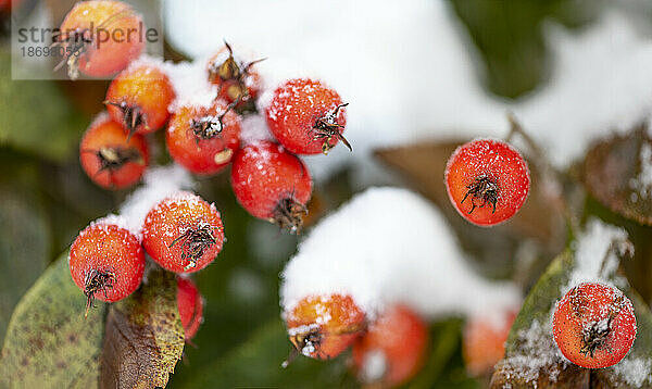 Frostige rote Beeren auf einer schneebedeckten Pflanze; British Columbia  Kanada