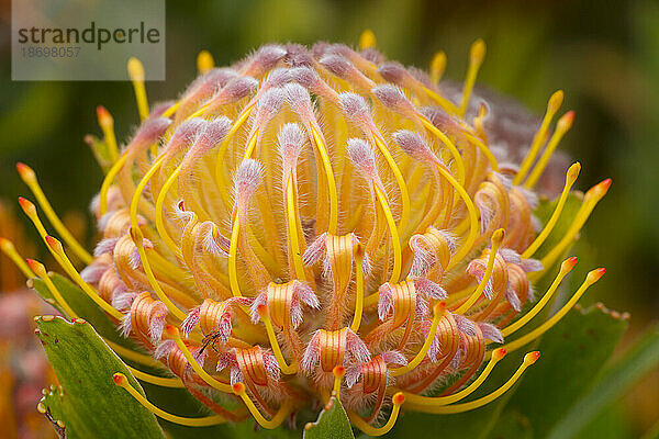 Nahaufnahme einer gelben Nadelkissenprotea mit rosa Spitzen (Leucospermum); Upcountry Maui  Maui  Hawaii  Vereinigte Staaten von Amerika