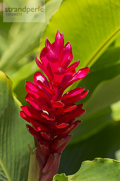 Nahaufnahme einer blühenden Rot-Ingwer-Pflanze (Alpinia purpurata) vor ihren breiten  grünen Blättern; Maui  Hawaii  Vereinigte Staaten von Amerika