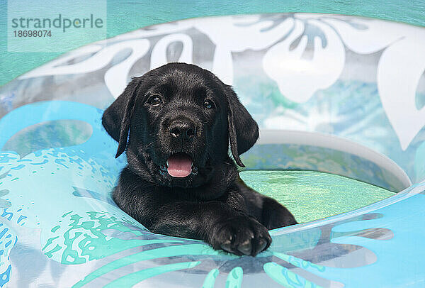 Nahaufnahme eines schwarzen Labrador-Retriever-Welpen (Canis Lupus Familiaris)  der in einem Schlauch im türkisfarbenen Wasser schwimmt; Maui  Hawaii  Vereinigte Staaten von Amerika