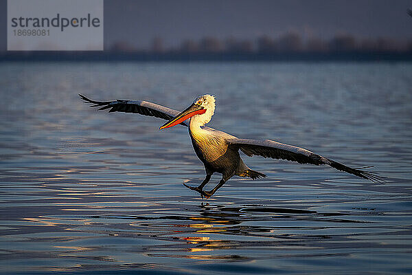 Krauskopfpelikan (Pelecanus Crispus) landet im Wasser im goldenen Licht; Zentralmakedonien  Griechenland