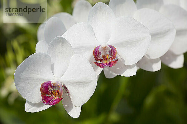 Weiße Phalaenopsis-Orchideen; Paia  Maui  Hawaii  Vereinigte Staaten von Amerika