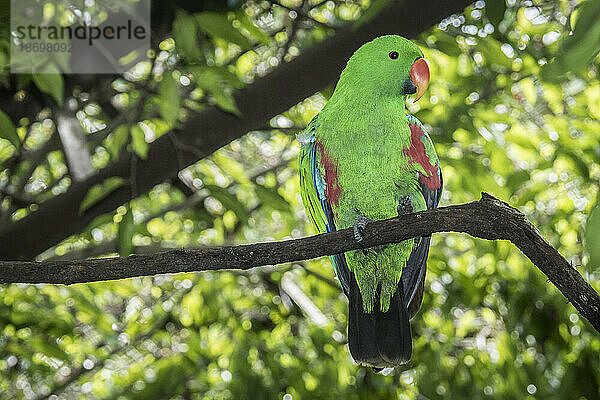 Männlicher Edelpapagei (Eclectus roratus) thront auf einem Ast im Naturpark Port Moresby  Papua-Neuguinea. Endemisch auf den Salomonen  Sumba  Neuguinea  Nordostaustralien und den Maluku-Inseln (Molukken); Port Moresby  Papua-Neuguinea