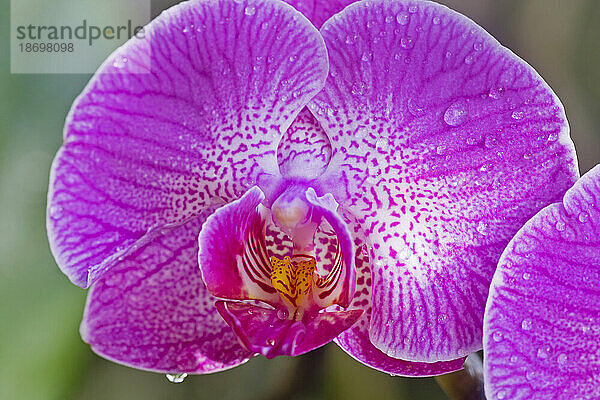 Nahaufnahme einer gesprenkelten  violetten Phalaenopsis-Orchidee mit Wassertropfen; Maui  Hawaii  Vereinigte Staaten von Amerika