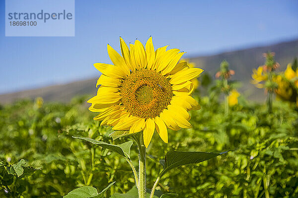 Nahaufnahme einer leuchtend gelben Sonnenblume (Helianthus) in voller Blüte; Maui  Hawaii  Vereinigte Staaten von Amerika