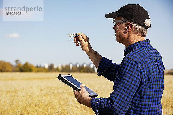Landwirt verwaltet seine Ernte mithilfe eines Tablets  während er auf einem vollreifen Getreidefeld steht und den Status der Weizenköpfe überprüft; Alcomdale  Alberta  Kanada