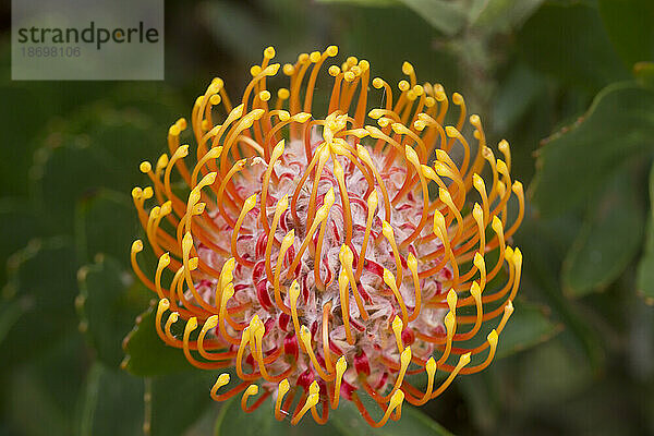 Nahaufnahme einer gelben und roten Nadelkissen-Protea (Leucospermum  Proteaceae); Upcountry Maui  Maui  Hawaii  Vereinigte Staaten von Amerika