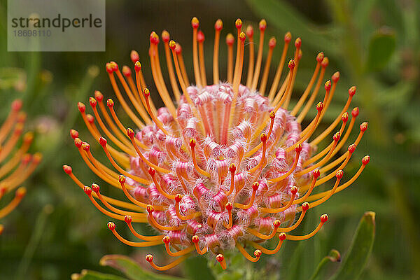 Nahaufnahme eines orange-roten Leucospermum  Proteaceae  allgemein bekannt als Pincushion Protea  gefunden im Hochland von Maui; Upcountry Maui  Maui  Hawaii  Vereinigte Staaten von Amerika