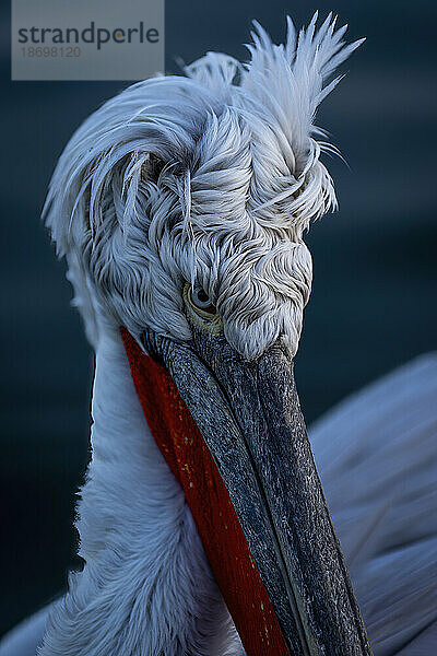 Nahaufnahme des zerzausten Kopfes eines Krauskopfpelikans (Pelecanus Crispus); Zentralmakedonien  Griechenland