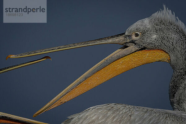 Nahaufnahme von Krauskopfpelikanen (Pelecanus Crispus)  die sich gegenseitig picken; Zentralmakedonien  Griechenland