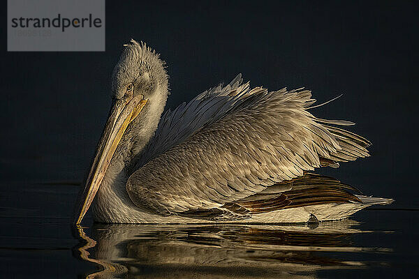 Krauskopfpelikan (Pelecanus Crispus) schwimmt auf dunklem Wasser und wirft Spiegelungen; Zentralmakedonien  Griechenland