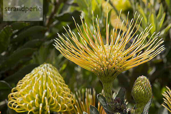 Nahaufnahme eines gelben Leucospermum-Proteaceae  allgemein bekannt als Pincushion Protea  gefunden im Hochland von Maui; Upcountry Maui  Maui  Hawaii  Vereinigte Staaten von Amerika