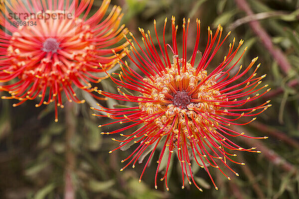 Nahaufnahme von orangefarbenen  roten und gelben Nadelkissen-Proteas (Leucospermum  Proteaceae); Upcountry Maui  Maui  Hawaii  Vereinigte Staaten von Amerika