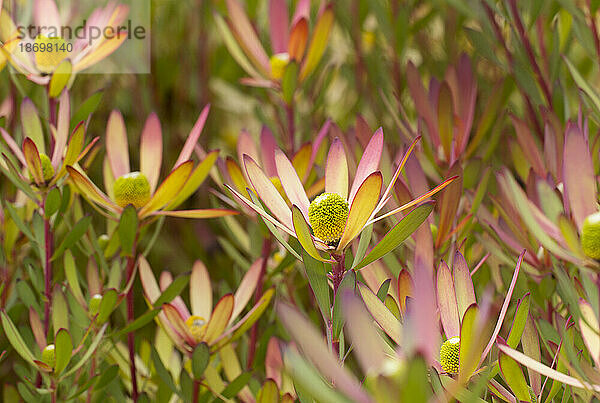 Nahaufnahme von Leucadendron Protea-Pflanzen  die ihre Farbe ändern; Upcountry Maui  Maui  Hawaii  Vereinigte Staaten von Amerika