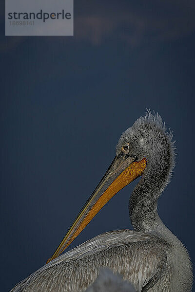 Nahaufnahme eines Krauskopfpelikans (Pelecanus Crispus) mit Bergen in der Ferne; Zentralmakedonien  Griechenland