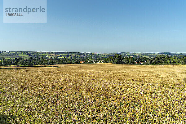 Goldenes Feld auf dem Land mit fernem Horizont und klarem blauen Himmel; Ravensworth  North Yorkshire  England