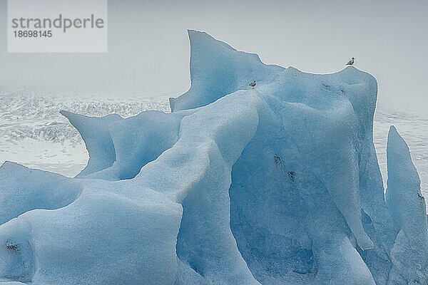 Seevögel sitzen auf der Spitze eines wunderschönen blauen Eisbergs im Gletscherwasser der Gletscherlagune Jökulsárlón  am südlichen Ende des berühmten isländischen Gletschers Vatnajökull im Süden Islands; Südisland  Island