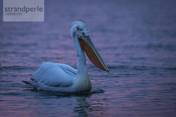 Krauskopfpelikan (Pelecanus Crispus) schwimmt bei Sonnenaufgang auf dem See; Zentralmakedonien  Griechenland