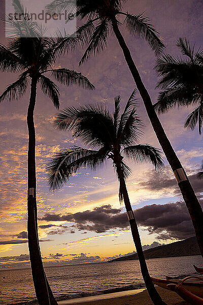 Silhouette von Palmen am Strand  die in einen violetten Himmel mit goldenen Wolken und Wellen ragen  die bei Sonnenuntergang das Ufer umspülen; Nord-Kihei  Maui  Hawaii  Vereinigte Staaten von Amerika