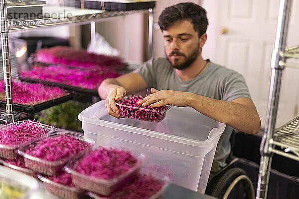 Mann im Rollstuhl portioniert frische Microgreens auf einem städtischen Bauernhof; Edmonton  Alberta  Kanada