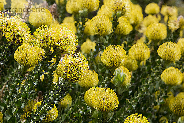 Nahaufnahme von Gelb  Leucospermum  Proteaceae  allgemein bekannt als Pincushion Proteas  gefunden im Hochland von Maui; Upcountry Maui  Maui  Hawaii  Vereinigte Staaten von Amerika